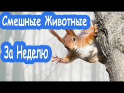 Самые смешные приколы про животных 2017 года Самые СМЕШНЫЕ ЖИВОТНЫЕ за неделю мои питомцы собаки Самые смешные приколы про животных 2017 года Самые СМЕШНЫЕ ЖИВОТНЫЕ за неделю мои питомцы собаки