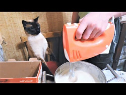 СМЕШНЫЕ КОТЫ И КОШКИ 2018 ЛУЧШИЕ ПРИКОЛЫ С КОТАМИ И ДРУГИМИ ЖИВОТНЫМИ 2018 #2 Март СМЕШНЫЕ КОТЫ И КОШКИ 2018 ЛУЧШИЕ ПРИКОЛЫ С КОТАМИ И ДРУГИМИ ЖИВОТНЫМИ 2018 #2 Март