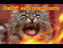 Приколы про животных Позитив Создай себе хорошее настроение Приколы про животных Позитив Создай себе хорошее настроение