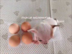 Очень мимишные щеночки чихуахуа. Очень мимишные щеночки чихуахуа.