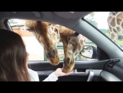 УДИВИТЕЛЬНЫЕ ЖИВОТНЫЕ Cамые смешные приколы про животных Funny Animals Cute Pets УДИВИТЕЛЬНЫЕ ЖИВОТНЫЕ Cамые смешные приколы про животных Funny Animals Cute Pets