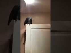 Попугай Жора съел кота и апчхи Попугай Жора съел кота и апчхи