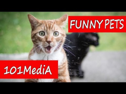 Самые СМЕШНЫЕ ЖИВОТНЫЕ ПРИКОЛЫ 2017 КОТЫ КОШКИ СОБАКИ ТИГРЫ И МОПС funny cats & dogs позитив и смех Самые СМЕШНЫЕ ЖИВОТНЫЕ ПРИКОЛЫ 2017 КОТЫ КОШКИ СОБАКИ ТИГРЫ И МОПС funny cats & dogs позитив и смех