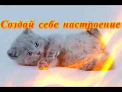 Смешные прикольные кошки собаки Позитив Для детей и не толькоСоздай себе хорошее настроение Смешные прикольные кошки собаки Позитив Для детей и не толькоСоздай себе хорошее настроение