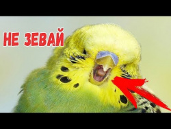 Попробуй не зевать ЧЕЛЛЕНДж Try not to yawn Pets challenge Домашние жиаотные зевают Funny Videos Ell Попробуй не зевать ЧЕЛЛЕНДж Try not to yawn Pets challenge Домашние жиаотные зевают Funny Videos Ell