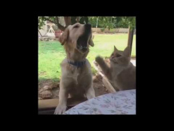 Кот, пес и картошка фри. Приколы с котами. Кот, пес и картошка фри. Приколы с котами.
