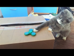 Приколы с котами ТОПовая подборка! Приколы с котами ТОПовая подборка!