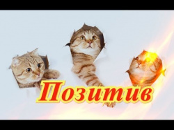 Прикольные кошки собаки Fanny animals Создай себе хорошее настроение Прикольные кошки собаки Fanny animals Создай себе хорошее настроение
