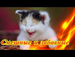 Приколы про животных Позитив FANNY ANIMALS Создай себе хорошее настроение Приколы про животных Позитив FANNY ANIMALS Создай себе хорошее настроение