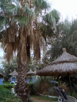 Пальма тунисская