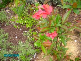 Цыдония---тюльпановое дерево