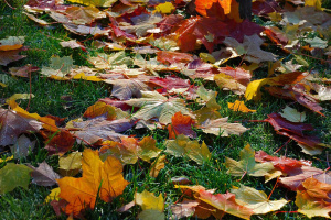 Осенний ковёр