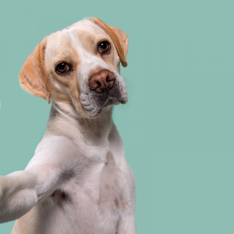 Эльке  Фогельзанг  и его потрясающие  фотографии собак