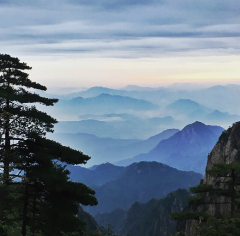 Самое известное дерево Китая спасают от туристов