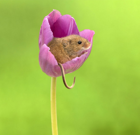 Позитив от Майлса Герберта или мыши в тюльпанах