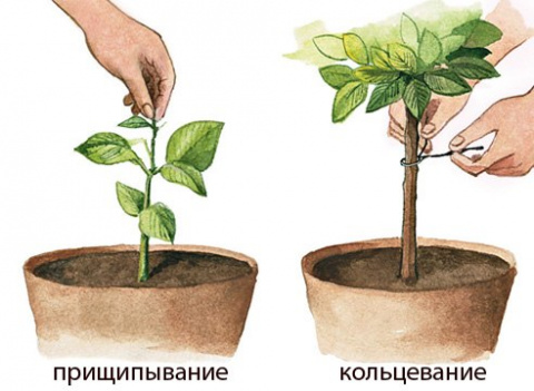 Когда пересадить лимон в домашних условиях Когда пересадить лимон в домашних условиях