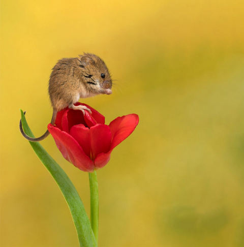 Позитив от Майлса Герберта или мыши в тюльпанах