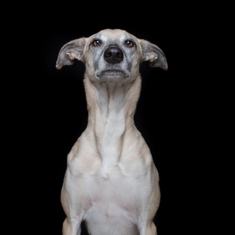 Эльке  Фогельзанг  и его потрясающие  фотографии собак