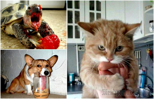 19 забавных проголодавшихся животных, глядя на которых невозможно не рассмеяться