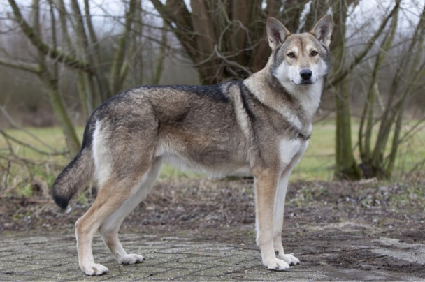 Волкособы: для каких целей вывели гибридов собак и волков