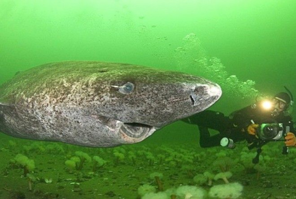 Учёные нашли самое старое животное на земле: этой акуле уже 512 лет