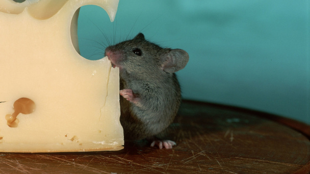 Немного о мышах и здоровом питании. И о кошке, которой мышей так и не досталось