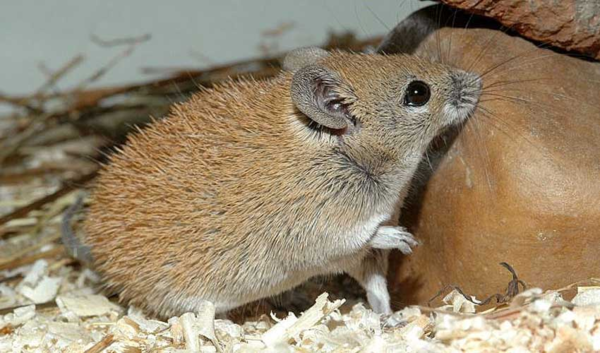 Иглистая мышь: Странный зверь, способный жить без кожи