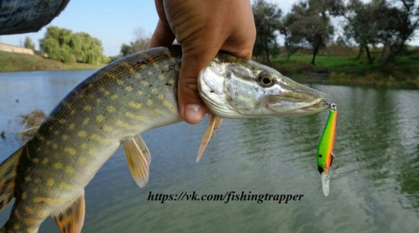 #Рыбалка@fishingtrapper Как засолить щуку в домашних подсолнечным маслом, посыпаете #Рыбалка@fishingtrapper Как засолить щуку в домашних подсолнечным маслом, посыпаете