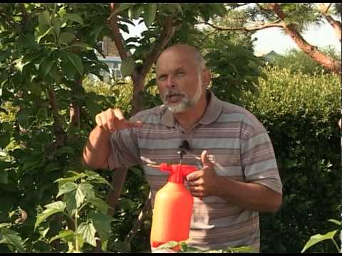 Подкормка клубники весной – …