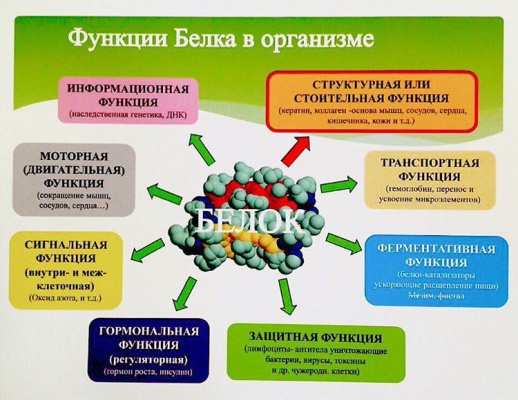 подкормки вам для чего нужен белок человеку качестве заправки может