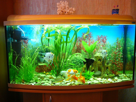Мой аквариум!