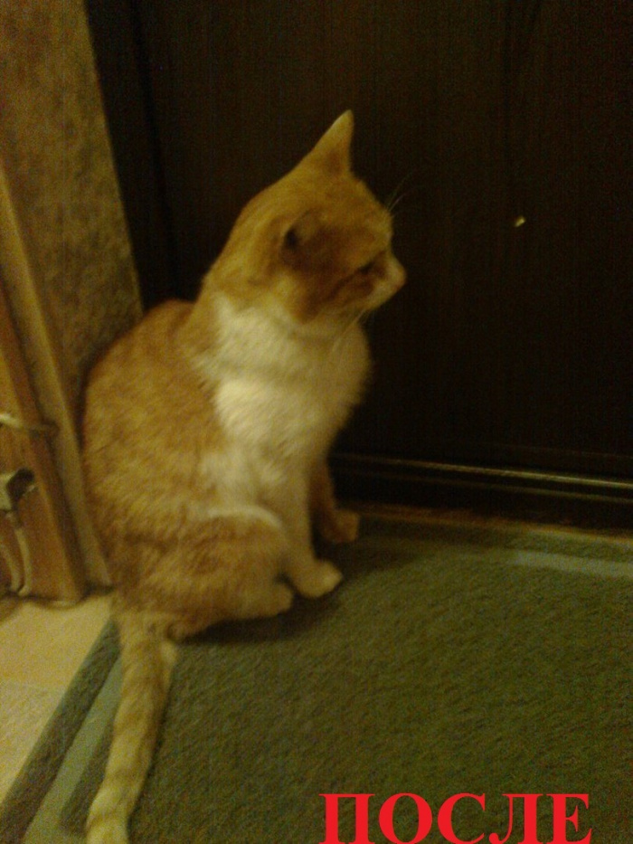 рыжий кот рыжий кот