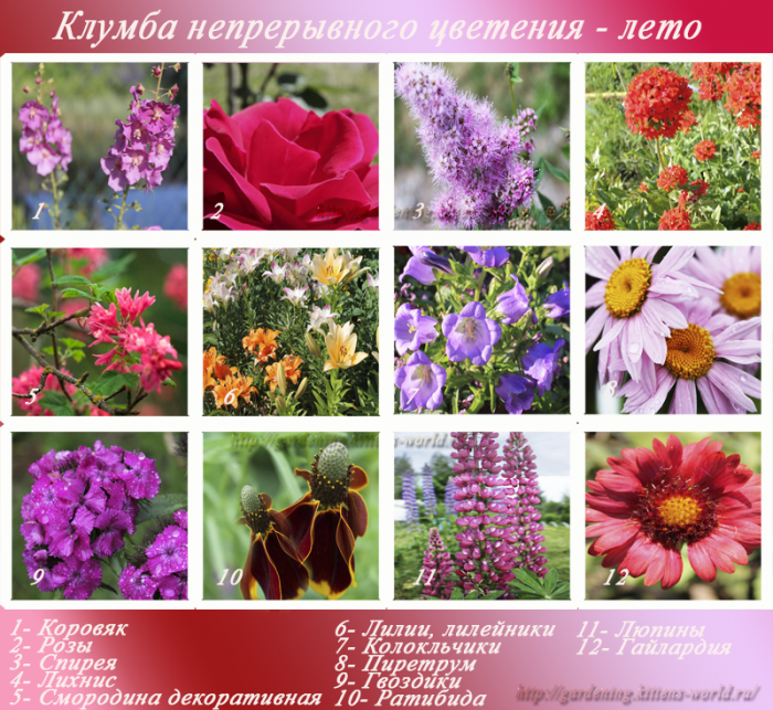 Перечень садовых цветов Перечень садовых цветов