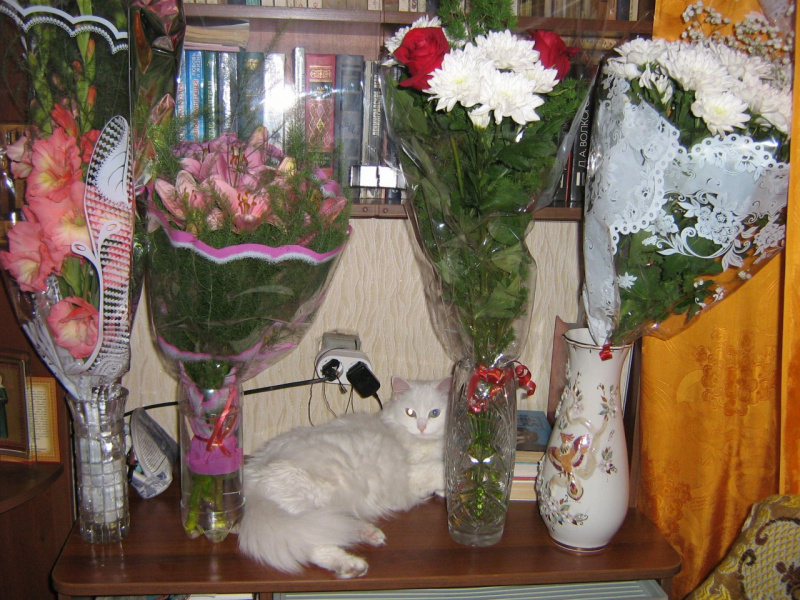 Кошка Ася - любительница цветов!