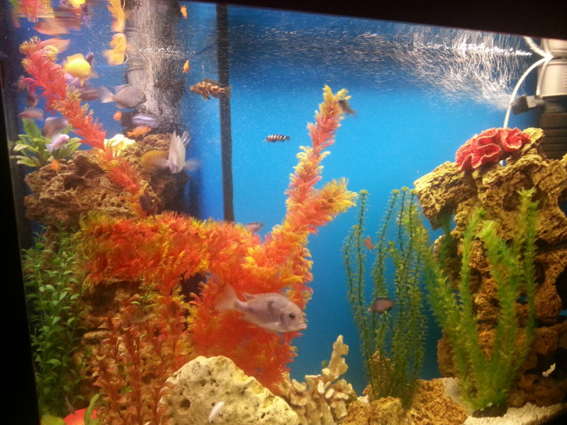 мій акваріум