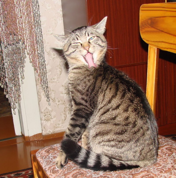 Подвижный кот Подвижный кот
