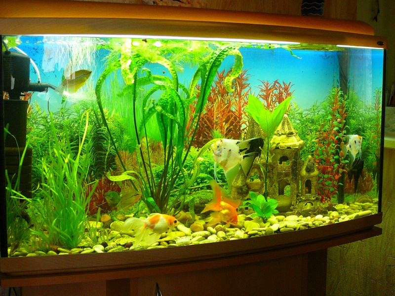 Мой аквариум!