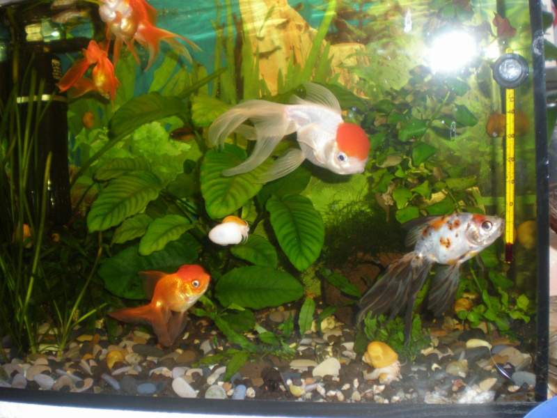 мой аква с золотыми рыбками