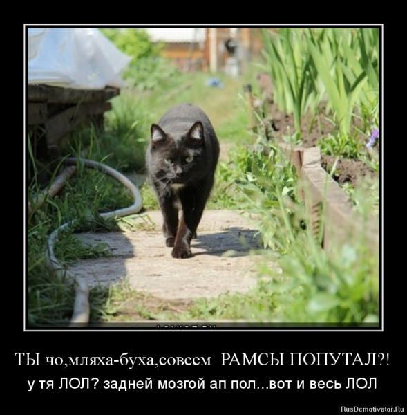 про один котЕцкий сайт...Частное мнение )))