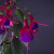 fuksia asia