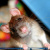 cat RAT