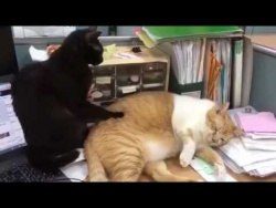 Свежая подборка кошачьих приколов!!! Ну очень смешные коты!!! Свежая подборка кошачьих приколов!!! Ну очень смешные коты!!!