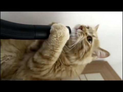 ПРИКОЛЬНЫЙ КОТ И ПЫЛЕСОС. ПРИКОЛЫ С КОТАМИ. ПРИКОЛЬНЫЙ КОТ И ПЫЛЕСОС. ПРИКОЛЫ С КОТАМИ.
