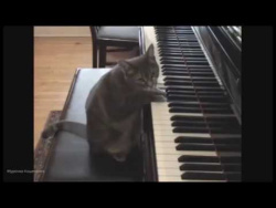 Коты и великая тяга к искусству Коты и великая тяга к искусству