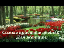 Музыка цветов. Самые красивые цветы! Для женщин. Музыка цветов. Самые красивые цветы! Для женщин.
