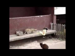 Наглая ворона достает котов Наглая ворона достает котов