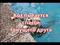 Кот пытается спасти тонущего друга Кот пытается спасти тонущего друга