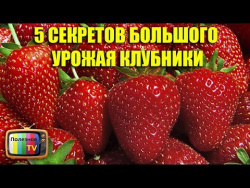 5 СЕКРЕТОВ БОЛЬШОГО УРОЖАЯ КЛУБНИКИ 5 СЕКРЕТОВ БОЛЬШОГО УРОЖАЯ КЛУБНИКИ