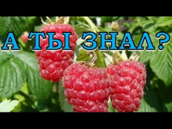 Что сделать, чтобы малины было много Что сделать, чтобы малины было много
