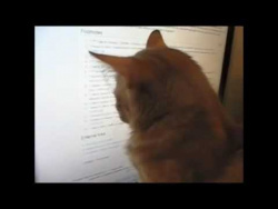 У кота интернет зависимость / Internet addiction the cat У кота интернет зависимость / Internet addiction the cat